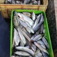 ماهی تازه لرستان رسید