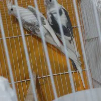 عروس هلندی آلبینو دوکت مولدضمانتی ۱۰۰٪|پرنده|تربت جام, امام|دیوار