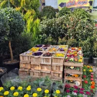 خدمات باغبانی گلکاری درختکاری چمنکاری نهال محوطه|خدمات باغبانی و درختکاری|همدان, |دیوار