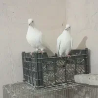 نروماده هردو آماده|پرنده|آذرشهر, |دیوار