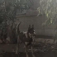 سگ ژرمن بی همتا