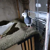 کبوتر طوقی|پرنده|شیراز, تحویلی|دیوار