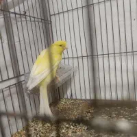 قناری|پرنده|سیرجان, |دیوار