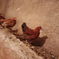 وارک مرغ|حیوانات مزرعه|جوانرود, |دیوار