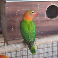 جوجه طوطی کوتوله