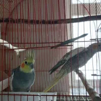 عروس هلندی معاوضه با کبوتر