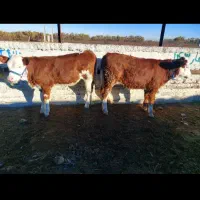 گاو وگوساله