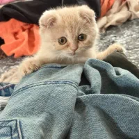 گربه|گربه|بندرعباس, |دیوار