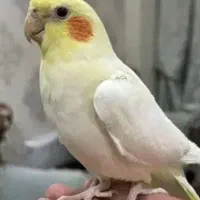 عروس هلندی