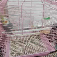 عروس هندی نر