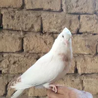 چهارتا جوجه کفتر یا کبوتر