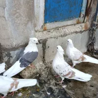 پنچ تا پلنگ نباتی