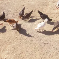 مرغ گلین اصل با خروس