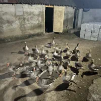 فروش غاز محلی