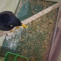 مرغ مینا|پرنده|کرج, باغستان|دیوار