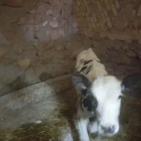 فروش گوساله