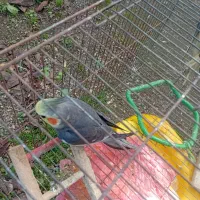 عروس هلندی|پرنده|رحیم‌آباد, |دیوار