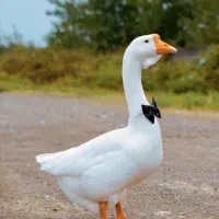 جوجه قو غاز