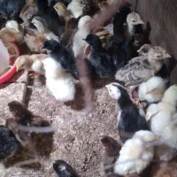 جوجه خانگی بوقلمون خانگی