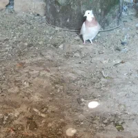 پرنده کفتر|پرنده|صدرا-فارس, فاز ۱|دیوار