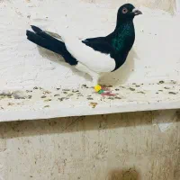 کبوتر یهودی سیاه نر
