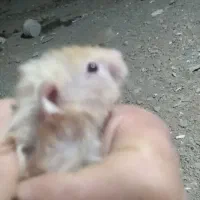 همستر.درحسن.اباد|موش و خرگوش|سنندج, |دیوار