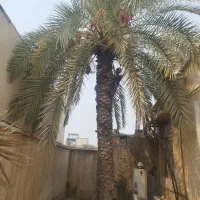 قطع نخل|خدمات باغبانی و درختکاری|بوشهر, |دیوار