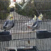 عروس هلندی سخنگو