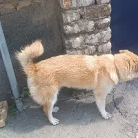 سگ پاکوتاه زیبا