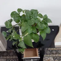 میز دکوری عالی و زیبا|بوفه، ویترین، کنسول|بابل, |دیوار