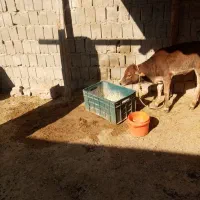 گاو گوساله|حیوانات مزرعه|قشم, |دیوار