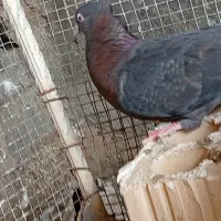 کبوتر آبادانی|پرنده|بوشهر, |دیوار