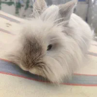 فروش خرگوش خونگی