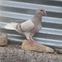 سوسنی دم سفید نر