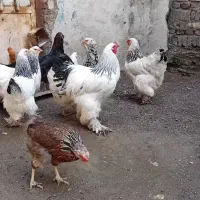 تعدادی مرغ محلی وبرهما خروس برهما