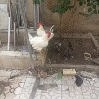 ‌درب.اهنی.سینگ