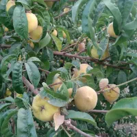 هلو خانگی
