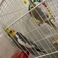 عروس هلندی|پرنده|سبزوار, غرب نیروگاه|دیوار