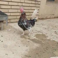 مرغ و خروس گلین ۲ساله