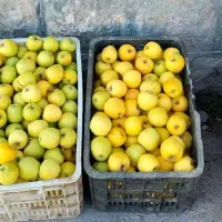 سیب لبنانی زرد