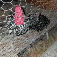 مرغ و خروس مینیاتوری