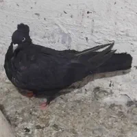 کبوتراصفهانی|پرنده|برخوار, |دیوار