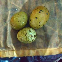 بلدرچین تخم هست