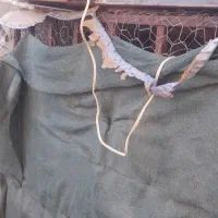 کوله کبوتر سالم