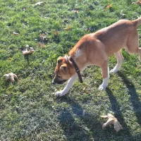 سگ پامر و خراسانی|سگ|پاکدشت, پاکدشت (مامازند)|دیوار