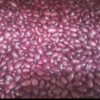 لوبیا قرمز تازه