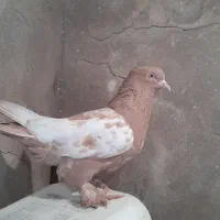 سینه زرد ماده