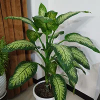 گل دیفن باخیا