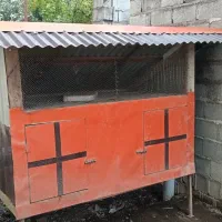 لانه  مرغ خروس|حیوانات مزرعه|ماکلوان, |دیوار