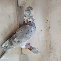 اقون فری نر مست|پرنده|مشهد, بهار|دیوار